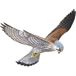 Kestrels