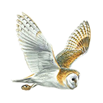 Owls