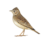 Skylark