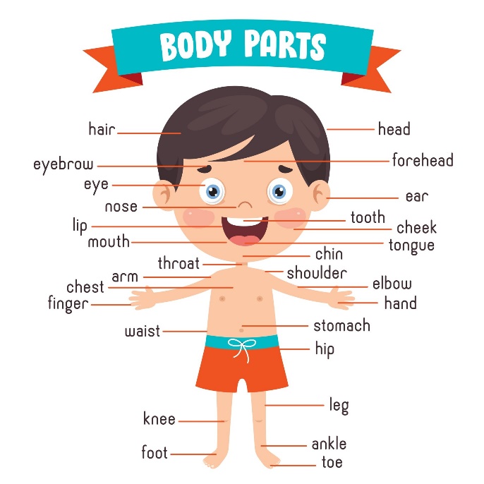 Funny Child Showing Human Body Parts 2388395 Vector Art at Vecteezy